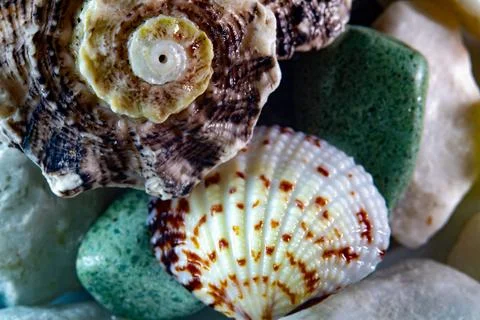 Two seashells on smooth pebbles in a close-up composition. Stock Photos