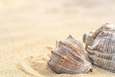 Two seashells on yellow sand with mine space Stock Photos