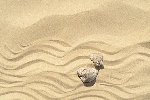 Two seashells on yellow sand top view with hard light Stock Photos