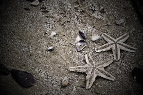 Two seastars Foto stock