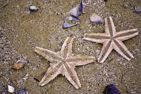 Two seastars Foto stock