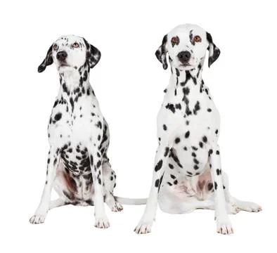 Two seated dalmatian Stock Photos