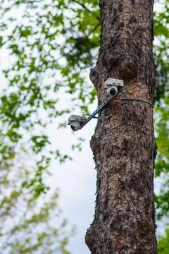 Two security surveillance cameras on a tree. Stock Photos