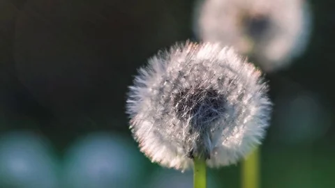 Two seed head of dandelion, sunlight flares flicker on left site, nice round Stock Footage 75899301