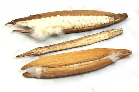 Two seed kapok Stock Photos