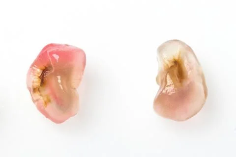 Two seeda of pomegranat Stock Photos