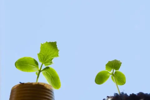 Two seedlings of cucumber in pots on a background of the sky. Stock Photos
