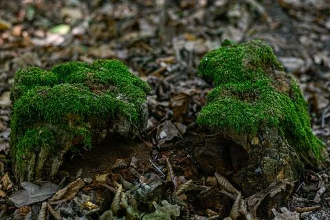 Two separated moss covered stump pieces Stock Photos