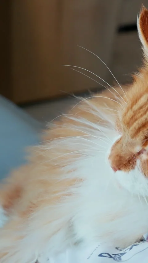 Two sequential video frames capturing a fluffy ginger cat transitioning from a Stock Footage 317158401