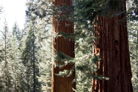 Two sequoias - partial tree shoot Stock Photos