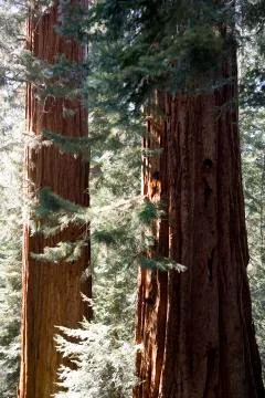 Two sequoias - partial tree shoot Stock Photos