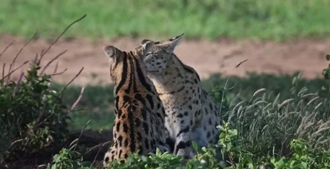 Two serval cats interacting in the african savanna Vídeos de archivo 334269320