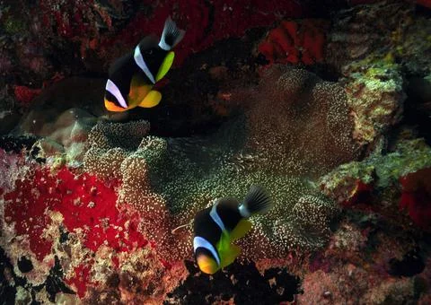 Two Seychelles Anemonefish Stock Photos