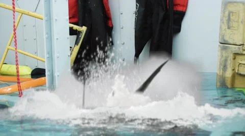 Two sharks attacking each other in the pool at ice station Stock Footage 67554215