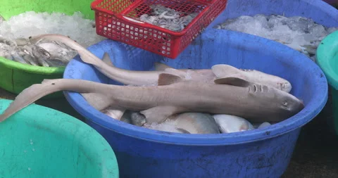 Two sharks in a blue plastic basin filled with ice and fish at market  Stock Footage 276261115