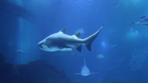 Two Sharks Stock Footage 242571910