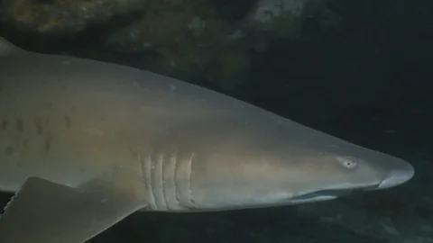 Two Sharks swim in underwater cave Stock Footage 83731473