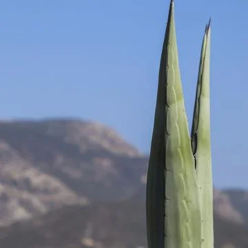 Two sharp agave leaves on a background of mountains and blue sky. Space for your Foto stock