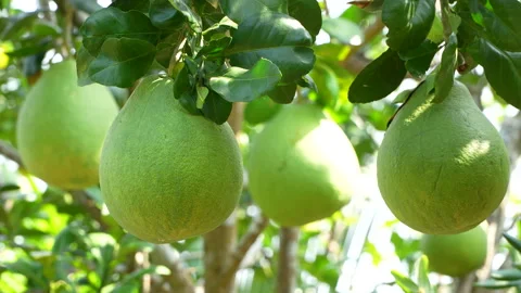 Two Sharp Green Pomelos with Bokeh Background in Vietnam Orchard Stock Footage 327114836