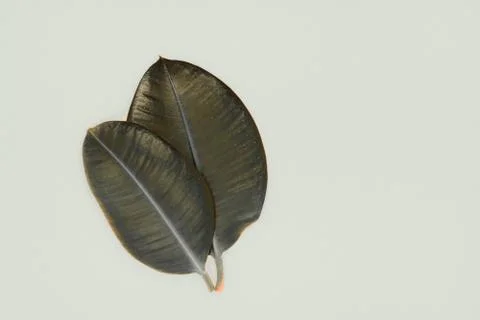 Two Sharp View and Bronze Color Ficus Leaves on a Beige Background Surface Stock Photos