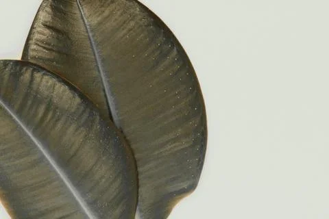 Two Sharp View and Bronze Color Ficus Leaves on a Beige Background Surface Foto stock