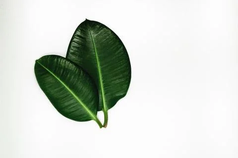 Two Sharp View and Green Ficus Leaves on a Silver Background Surface Stock Photos