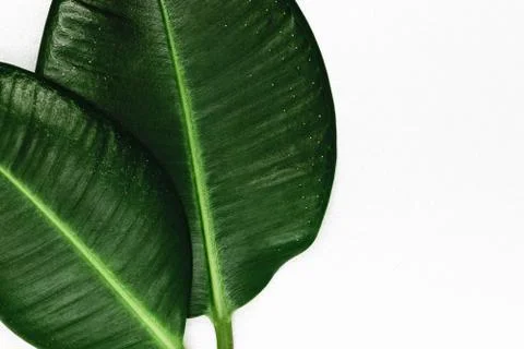 Two Sharp View and Green Ficus Leaves on a Silver Background Surface Foto stock