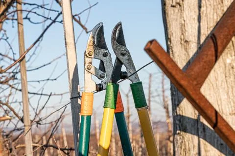 Two shears are hanging on the wire, row of the trees, fruit garden Stock Photos