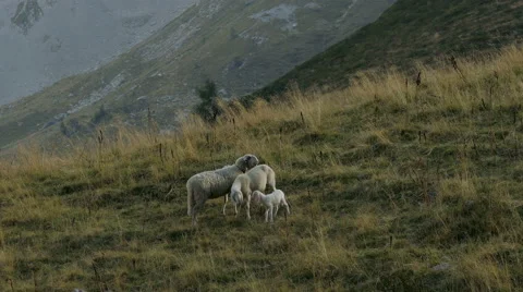 Two sheep and a lamb meet in a mountain prairie. Stock Footage 56022311