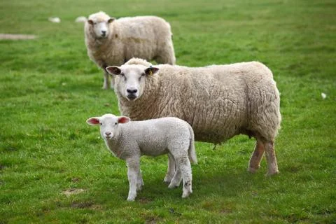 Two sheep and a lamb Stock Photos