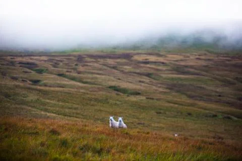 Two sheep and the valley behind  Stock Photos