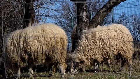 Two sheep are grazing behind the fence Stock-Footage 258938751