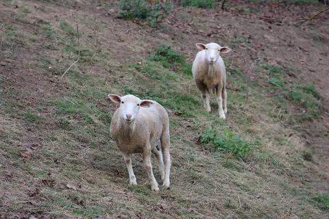 Two sheep are standing on a hillside Stock Photos