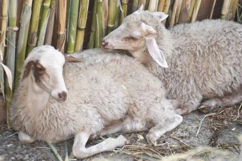 Two sheep, with the background of a cane Stock Photos