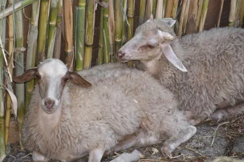 Two sheep, with the background of a cane Stock Photos