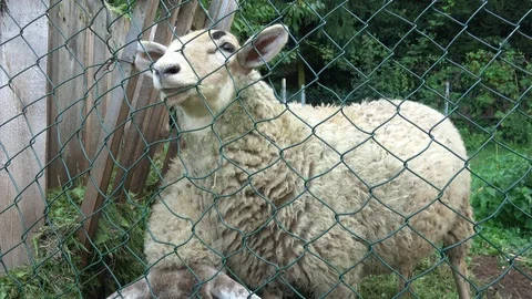 Two sheep behind the fence Stock Footage 115164282