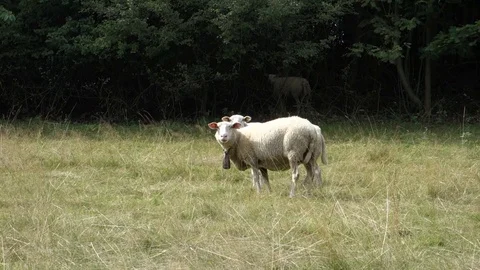 Two sheep with bells staring in a meadow field. Stock Footage 116748005