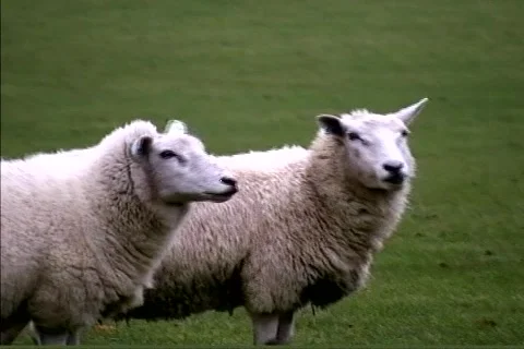 Two Sheep conversing with each other Stock Footage 992082