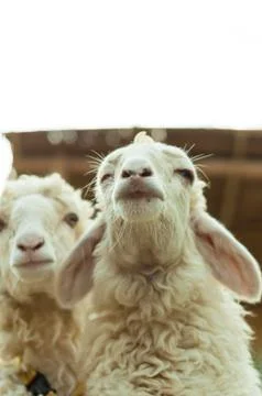 Two sheep in corral Stock Photos