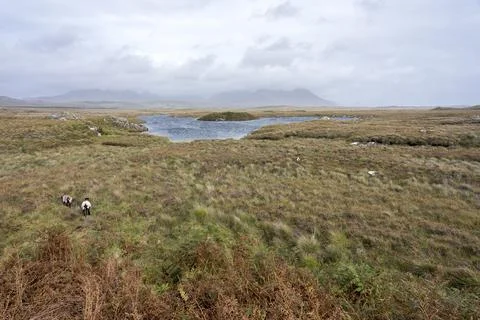 Two sheep in a desolate bog landscape in country Galway, Ireland. Fotos de archivo