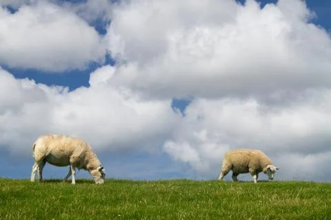 Two sheep on dike Stock Photos