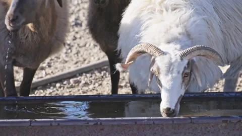 Two Sheep Drinking Water from Trough on Farm Stock Footage 326375587