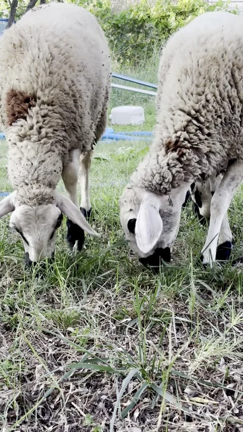Two sheep eating grass outdoors Vídeos de archivo 342283449