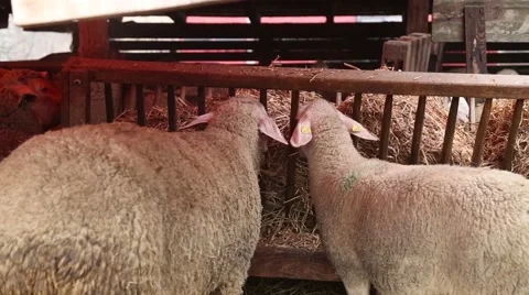 Two sheep eating straw Stock Footage 60257604