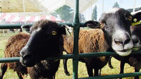 Two Sheep at a Fair Stock Photos