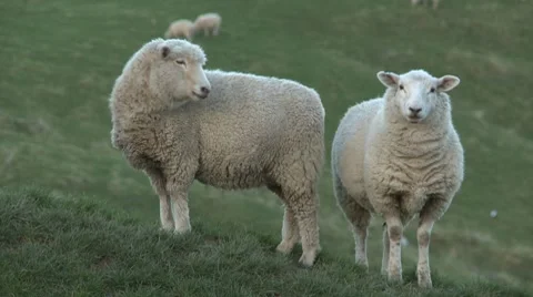 Two sheep on a farm Stock Footage 7732756