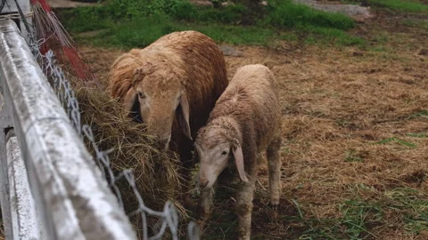 Two sheep in a farm Stock Footage 276679913