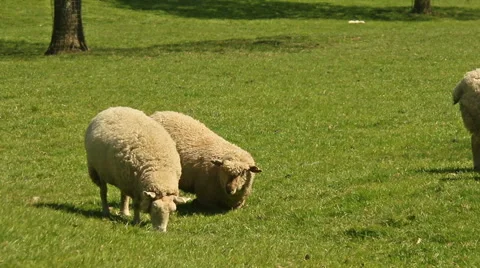 Two sheep feeding lamb walks into shot Stock Footage 50014691