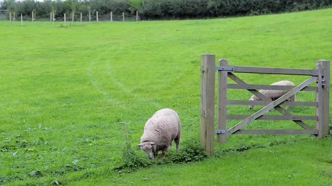 Two Sheep in Field Behind Gate  One has Bad Leg Video stock 73056648