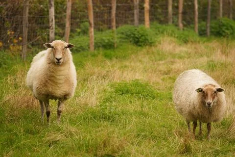 Two sheep on a field. Foto stock